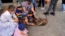 Moment lost dog reunited with family after owners spot her at adoption event