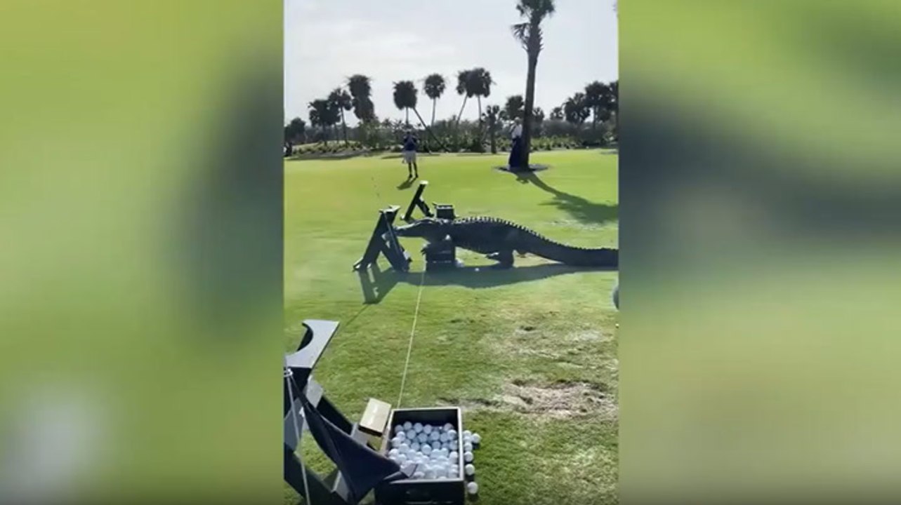 Huge alligator casually strolls through Florida golf course