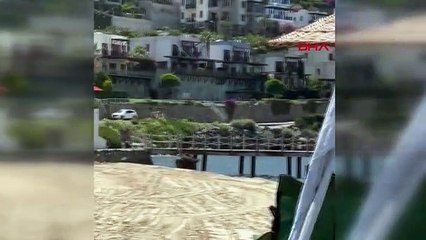 Bodrum'da Yaban Domuzları Plaja İndi