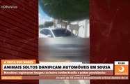 Em Sousa, vídeo de bodes em cima de carro repercute e moradores reclamam de animais soltos nas ruas