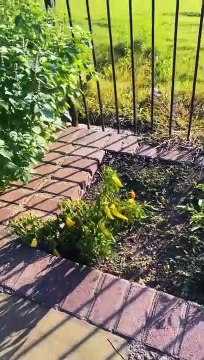 #gardening #vegetables #organic #homegarden #jalapeño #Foodie #eatwithme #UltaBeautyatTarget