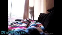 Funny Videos - Funny Cats - Funny Vines Videos - Cool Cute Funny Videos #4