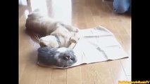 Hot FUNNY VIDEOS Funny Cats Love Funny Animals Funny Dogs Funny Monkey Bunny Guinea Pig