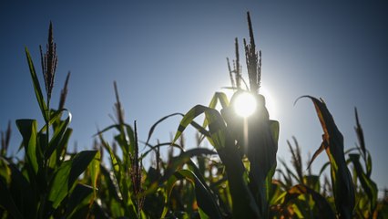 El fenómeno 'El niño' será más severo este año