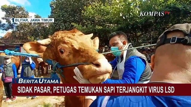 372 Ekor Sapi dari 25 Kecamatan di Garut Terjangkit Virus 'Lumpy Skin Disease'!