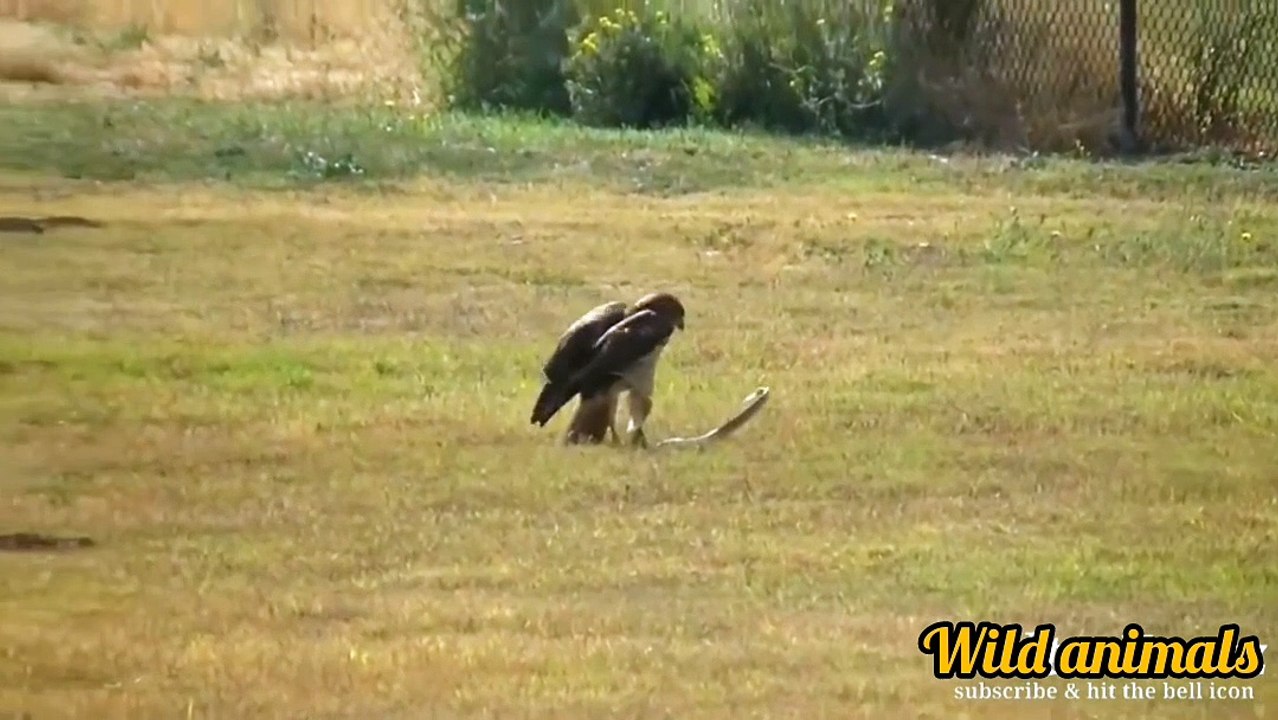 Such a fight does not happened till date. When animals messed with wrong enemy.