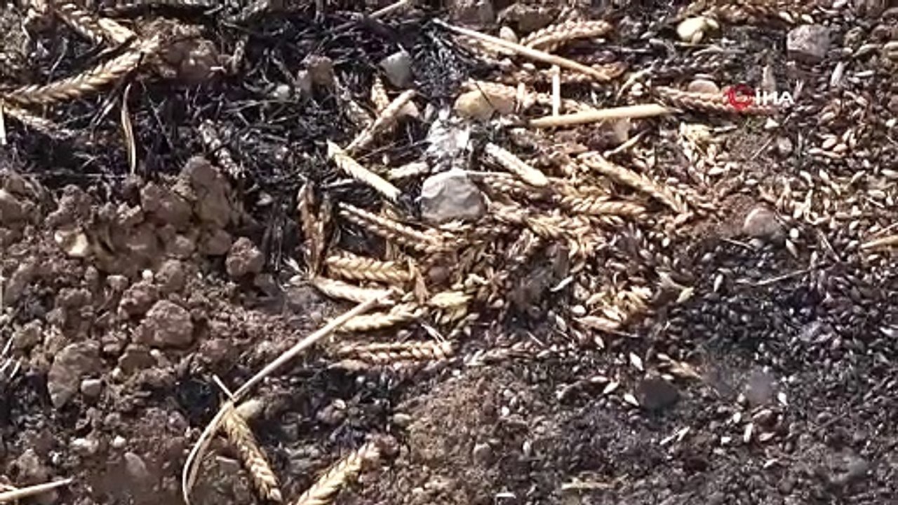 Sigara izmariti 700 dönümlük tarlayı küle çevirdi  iddiası