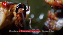 Descubren cucaracha CARNÍVORA que se creía EXTINTA hace 80 años; hay FAMILIAS completas