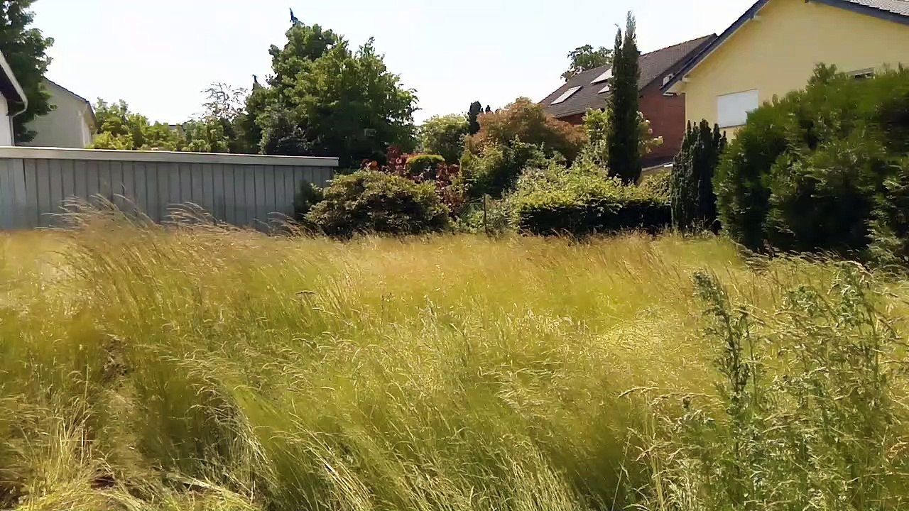 Gras und Sonne