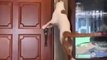 A cat opens the door in a strange way