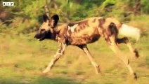Trapped Between Wild Dogs and Crocodile - What Happen Next   ATP Earth