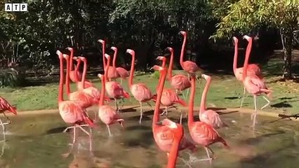 Rarest Moment! Warthog Attack And Eat Animals - Animal Videos   ATP Earth