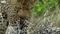 injured Leopard and Death after Attacked - Animal Videos   ATP Earth