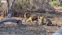 What Happens - When The Lion Gets Angry - Animal Videos   ATP Earth