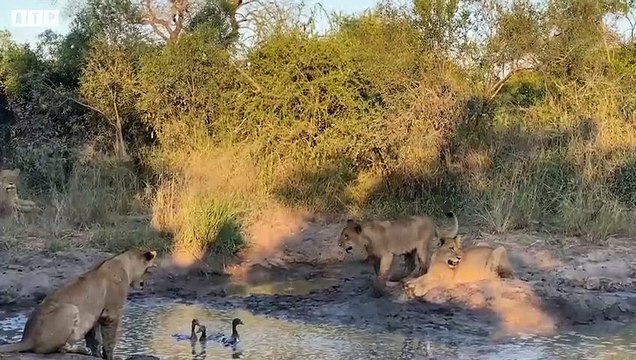 20 Lions Take One Prey - Lions Club Hunting - Animal Video ATP Earth