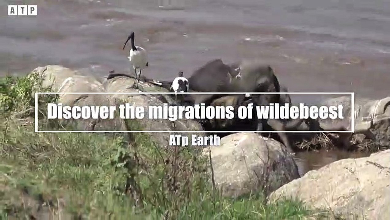 The Largest Migration of Wildebeest - Crocodile Waiting  - Animal Fighting   ATP Earth
