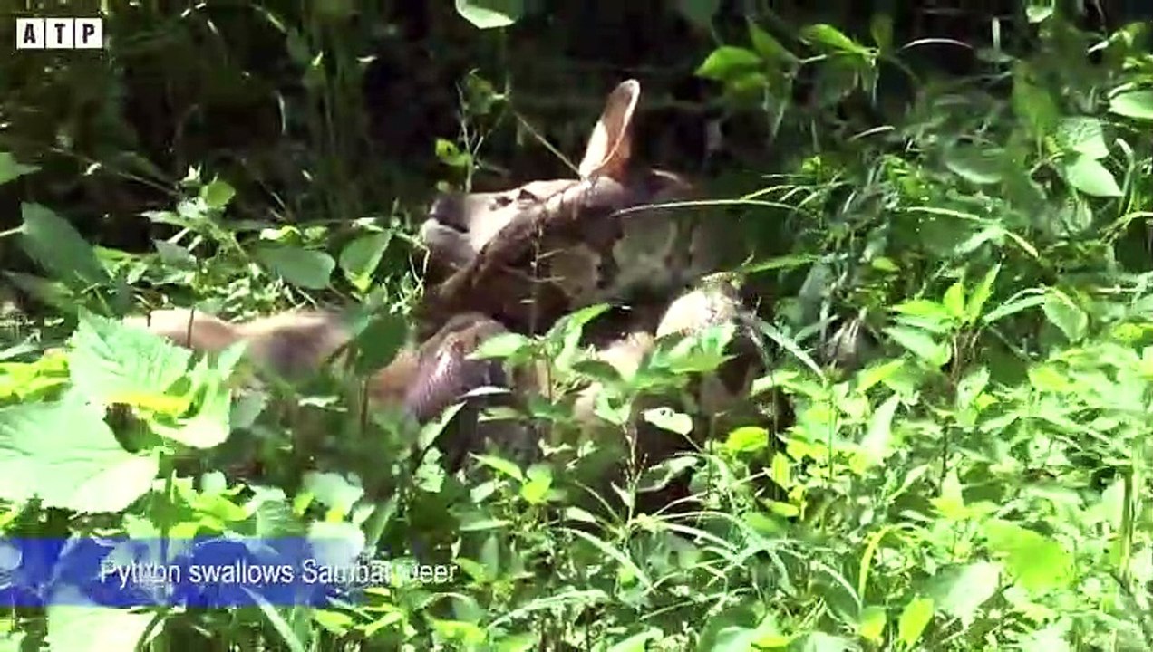 What Happen! Python Attack Large Prey - Animal Fighting ATP Earth ...