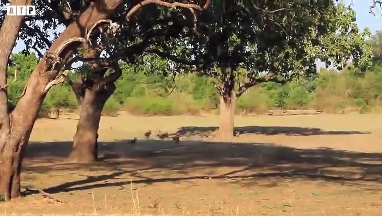 Leopard vs Hyena Attack and Eat Warthog Alive - Animal Fighting   ATP Earth