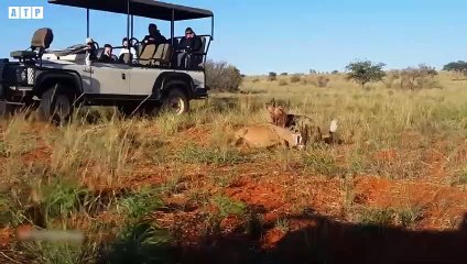 Oryx Tries Saving Her Baby from Wild Dogs, But Fail - Animal Fighting   ATP Earth