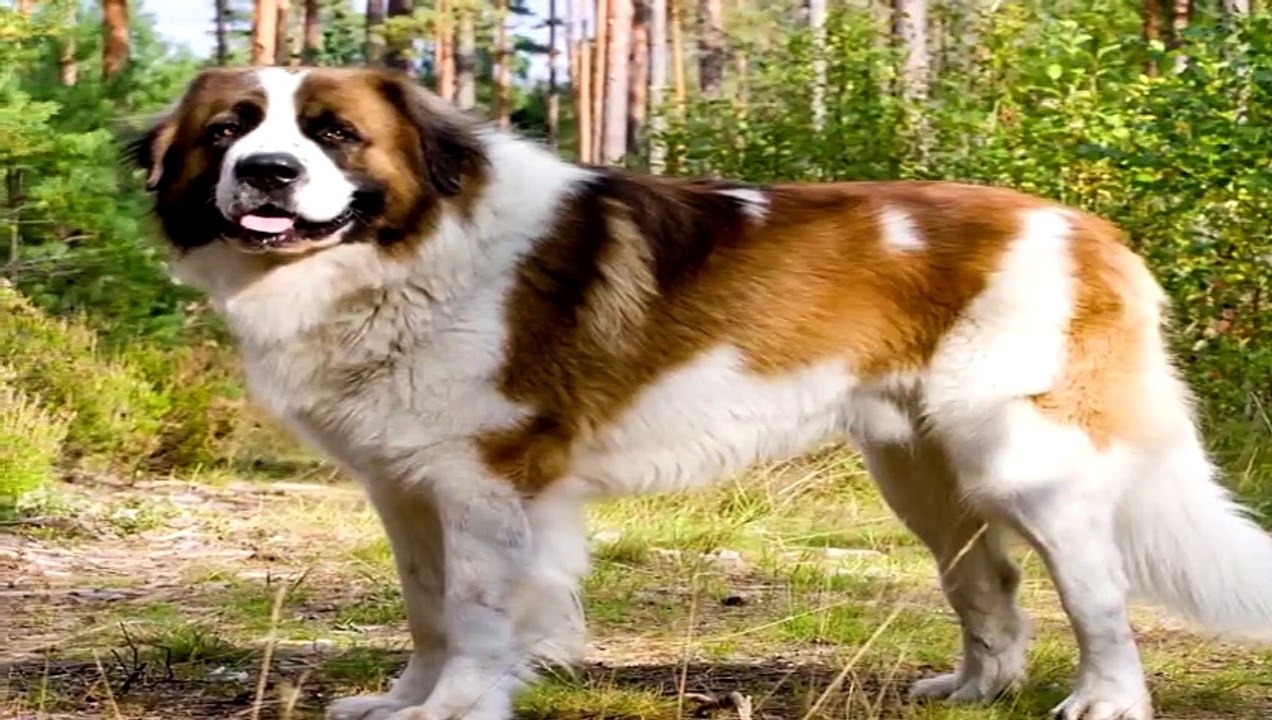 Die 10 Stärksten Hunderassen der Welt