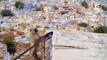 Des singes sacrés en mode Parkour - ZAPPING SAUVAGE