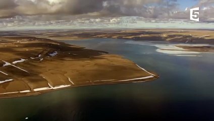 Un ours polaire affamé risque sa vie ! - ZAPPING SAUVAGE