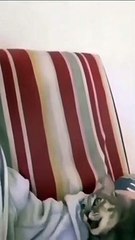 cat Cutest thing you'll see today