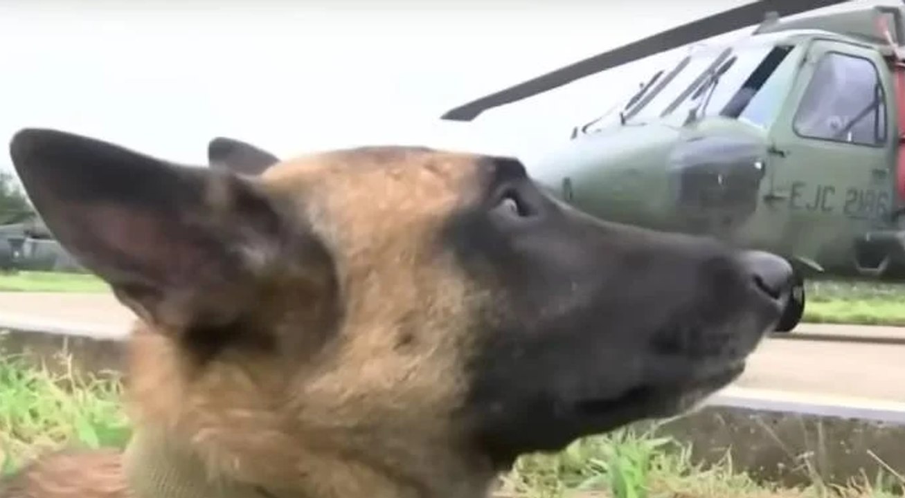 La búsqueda en la selva del Guaviare no termina: falta Wilson, el perro héroe