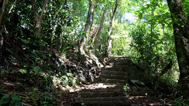 Free Nature Footage | old stairs in the forest | No Edit, No Cut, No Loop, No Copyright Video| Background Video | Royalty Free Video | Follow To Get Updates Everyday {0001}