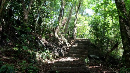 Free Nature Footage | old stairs in the forest | No Edit, No Cut, No Loop, No Copyright Video| Background Video | Royalty Free Video | Follow To Get Updates Everyday {0001}
