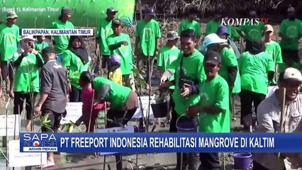 Download Video: Hari Lingkungan Hidup Sedunia, PT Freeport Indonesia Rehabilitasi Hutan Mangrove di Kaltim!