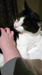 Cat Bleps As Owner Scritches