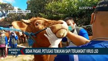 372 Ekor Sapi di Garut Terjangkit Virus Lumpy Skin Disease, 6 Ekor di Antaranya Mati!