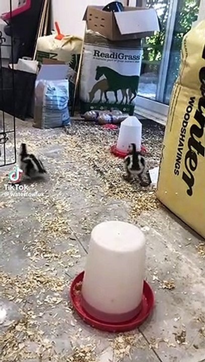Little ducks