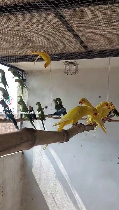 Yellow  ringneck