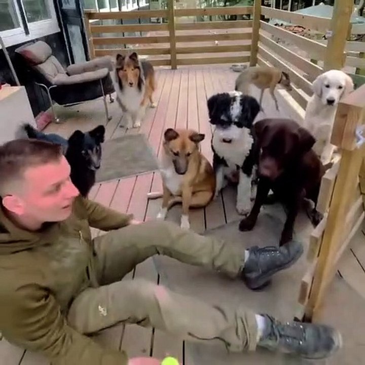 Dogs funny game turned