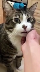 Cat funny video haha