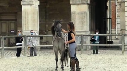 Versailles 2023- Entraînement des cheveaux de la Garde Républicaine