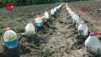PET ŞİŞEYLE FİDE YETİŞTİRDİ HEM DOĞAYI KORUDU, HEM SU TASARRUFU SAĞLADI