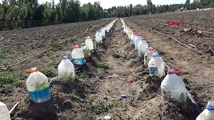 Agriculture avec des bouteilles en PET