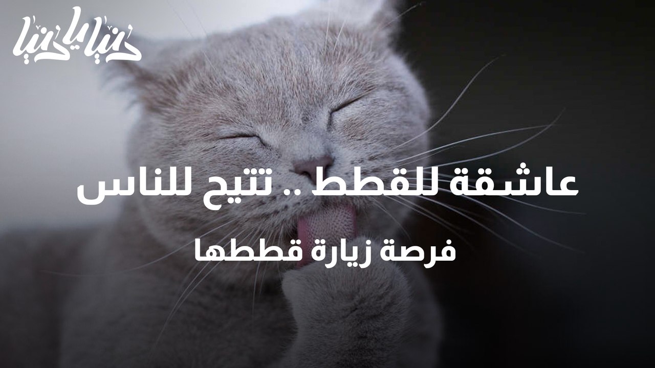 عاشقة للقطط .. تتيح للناس فرصة زيارة قططها