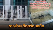 ชาวบ้านสุดทน เพื่อนบ้านเลี้ยงไซบีเรียนเป็นฝูง ซ้ำไม่ดูแลปล่อยตามยถากรรม