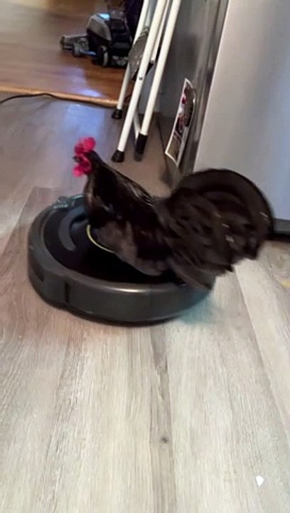 Poultry in Motion