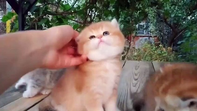 Three little Teddy kittens _ Cutest Baby British kittens
