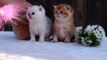 Three little kittens went outside for a walk