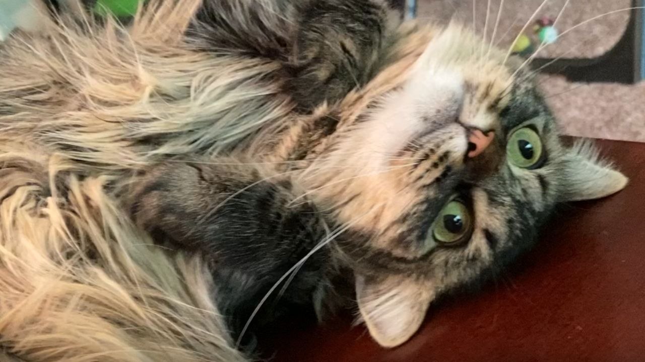 Tickle session with cat takes an un-purr-dictab...