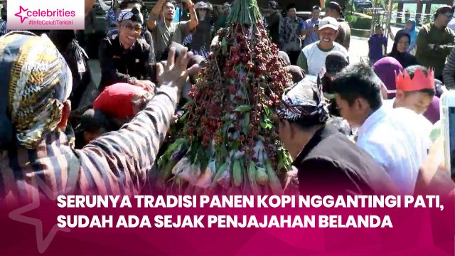 Serunya Tradisi Panen Kopi Nggantingi Pati, Sudah Ada sejak Penjajahan Belanda