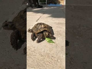 Vaucluse : une habitante de la route de Lagnes détient une tortue grecque siamoise