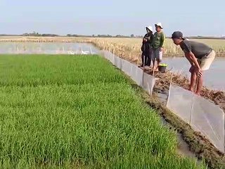 Dimantara Menyemprot Pupuk Organik di Lahan Biointensif