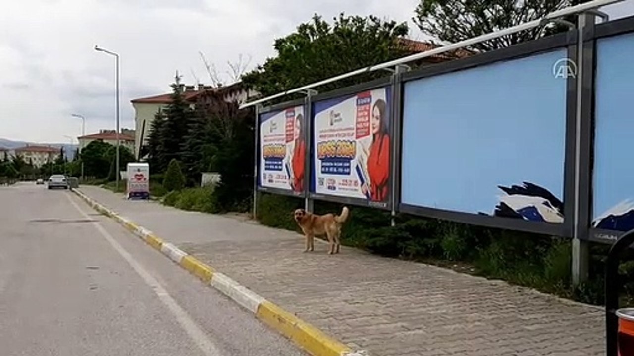 Sahipsiz köpeklerin saldırısına uğrayan 2 kişi yaralandı